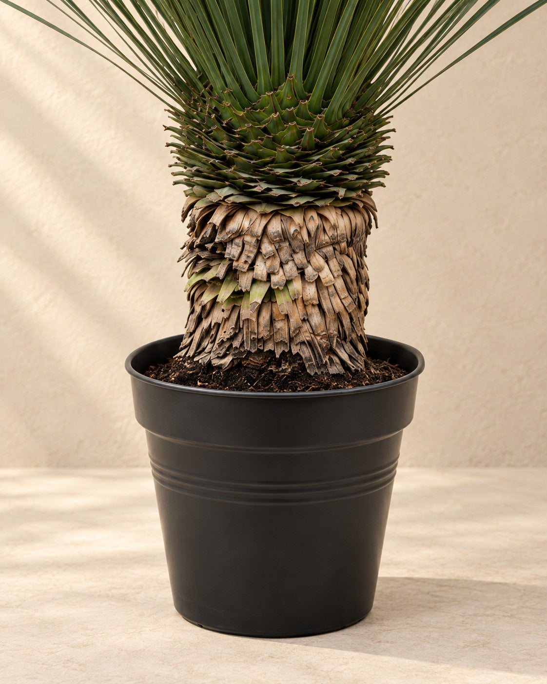 Nedre delen av Yucca rostrata 80-100 cm hög med odlingskrukan