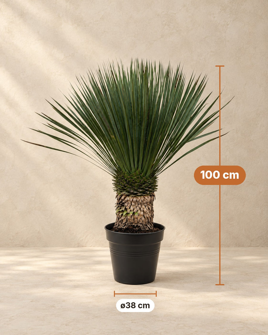 Yucca rostrata 80-100 cm hög, kruka ø38 cm