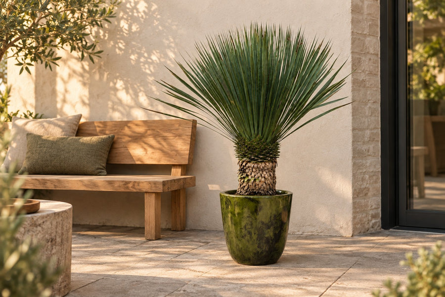 Yucca rostrata 80-100 cm hög, kruka ø38 cm