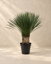 Yucca rostrata 80-100 cm hög, 100 cm hög i en 38 cm odlingskruka