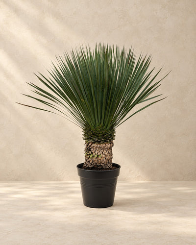 Yucca rostrata 80-100 cm hög, 100 cm hög i en 38 cm odlingskruka