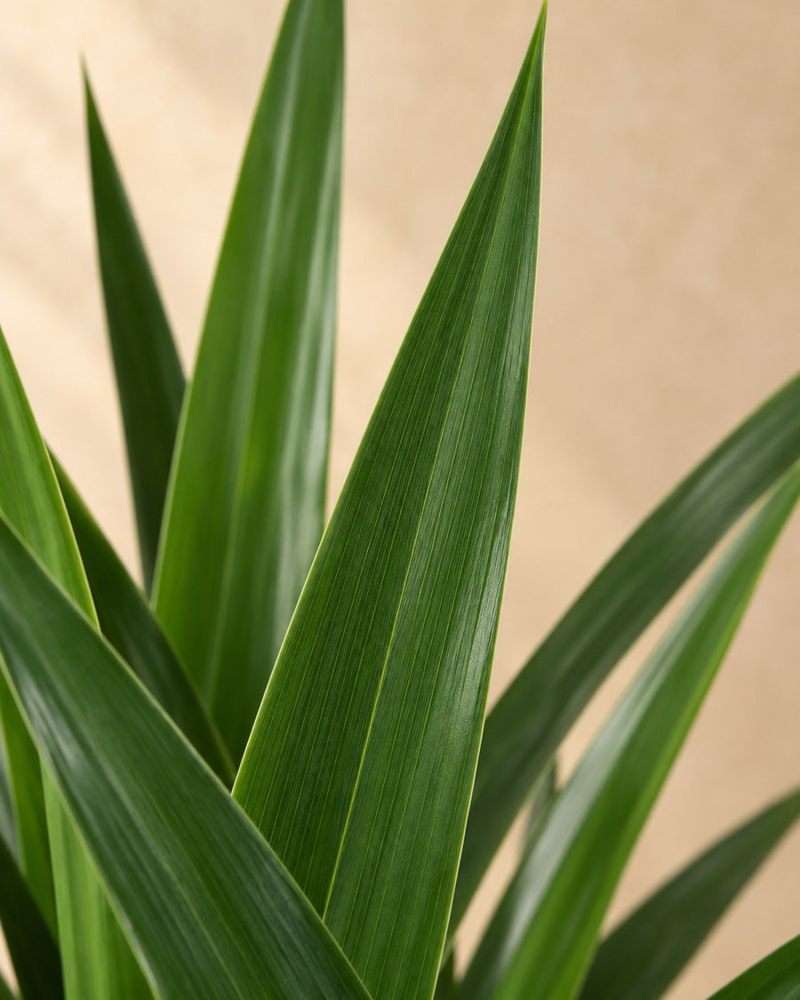 Yucca vertakt (Yucca elephantipes) 150 cm hoog, pot ø31 cm