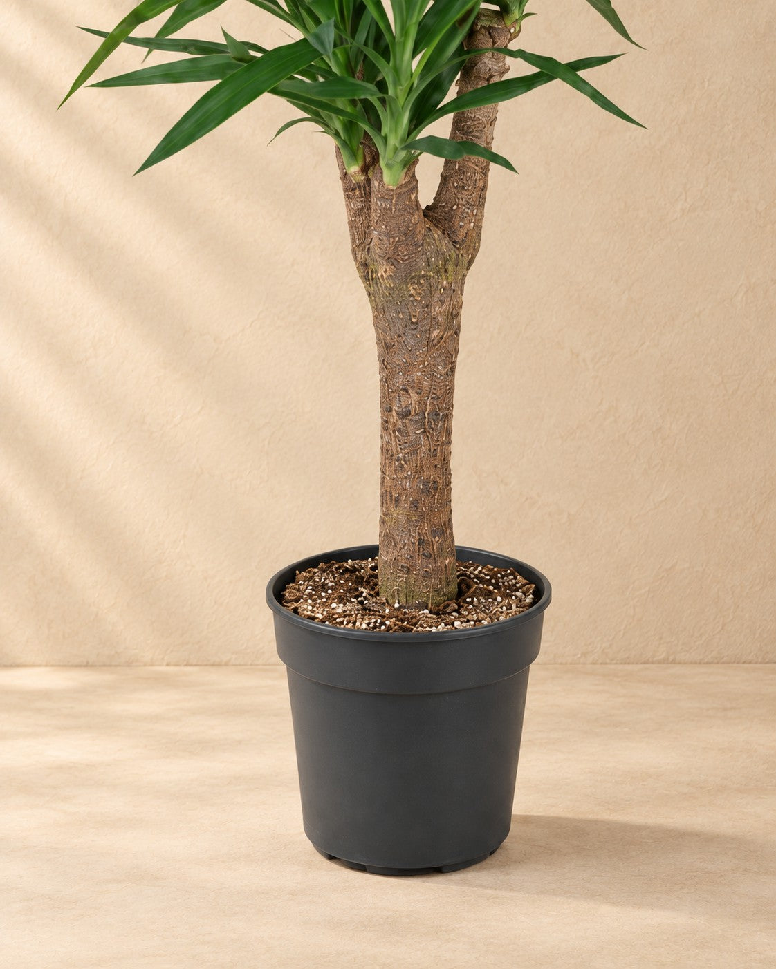 Onderste deel van de Yucca vertakt (Yucca elephantipes) met de kweekpot