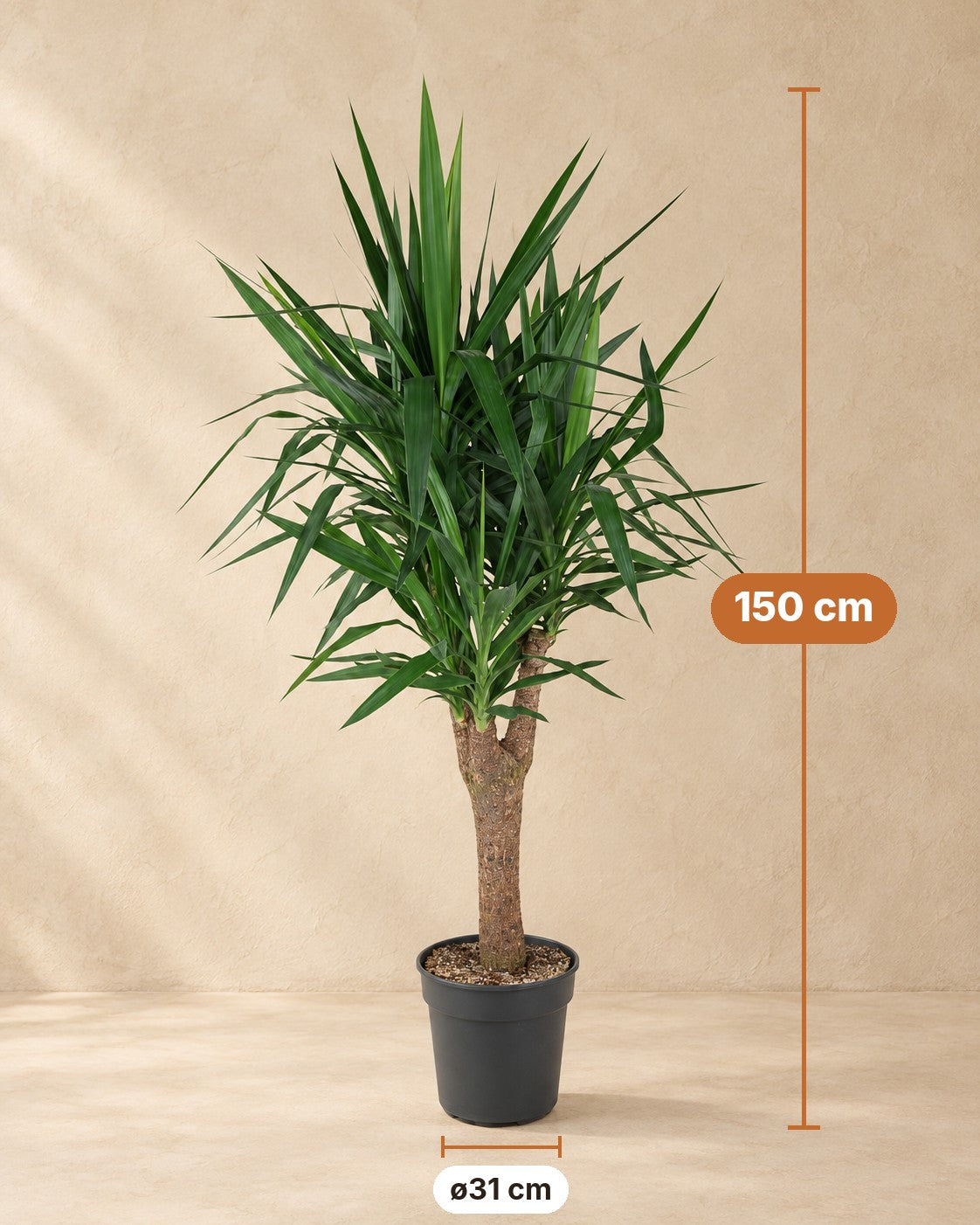 Afmetingen Yucca vertakt: 150 cm hoog, pot ø31 cm