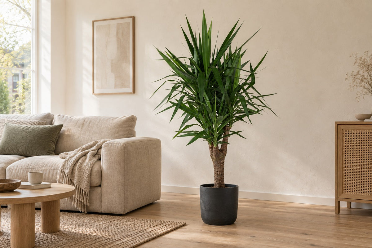Yucca vertakt van 150 cm in sierpot Patt Black Washed in een lichte woonkamer
