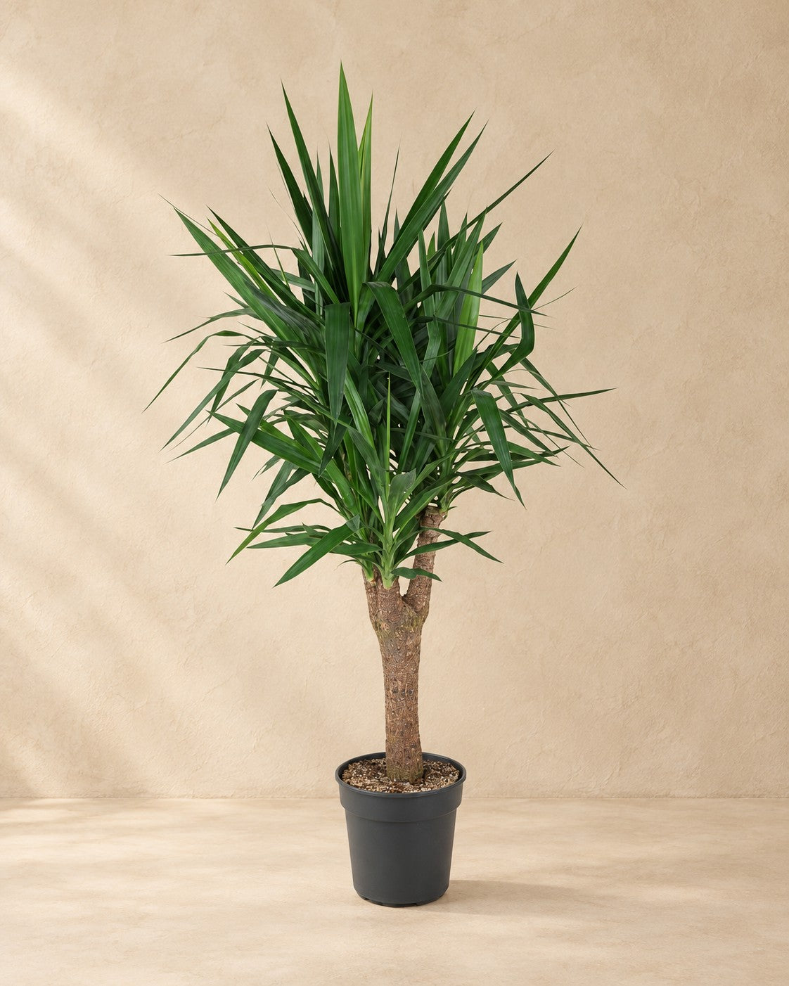 Yucca vertakt (Yucca elephantipes) van 150 cm hoog in kweekpot van 31 cm