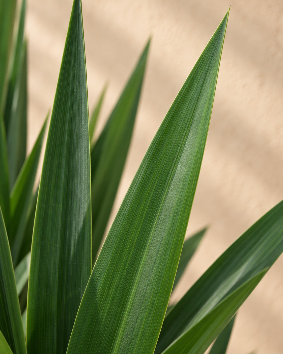 Close-up van het blad van de Yucca (Yucca elephantipes)