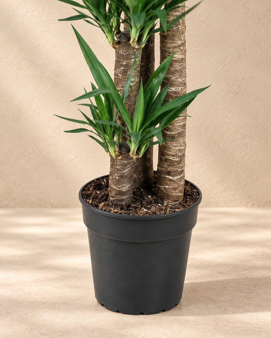 Partie basse de Yucca (Yucca elephantipes) avec son pot de culture