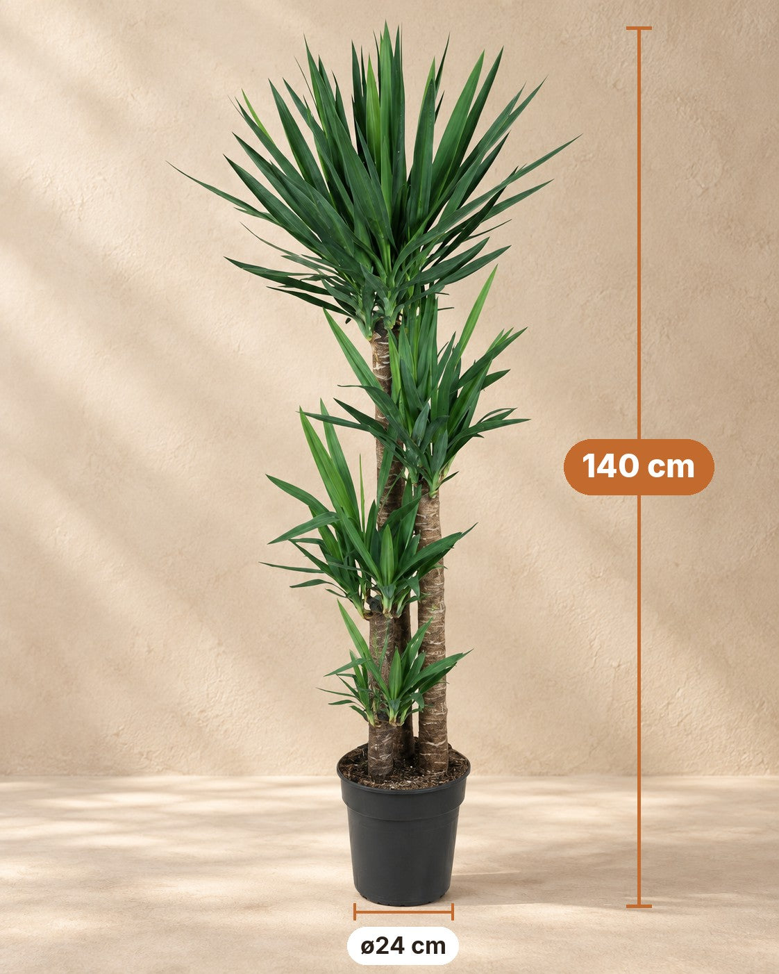 Dimensions Yucca : 140 cm de haut, pot ø24 cm