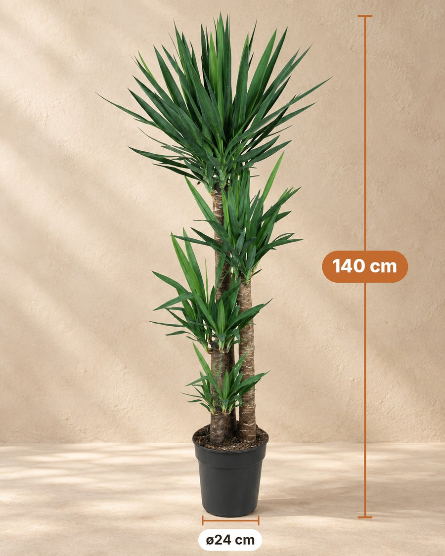 Yucca (Yucca elephantipes) 140 cm de haut, pot ø27 cm