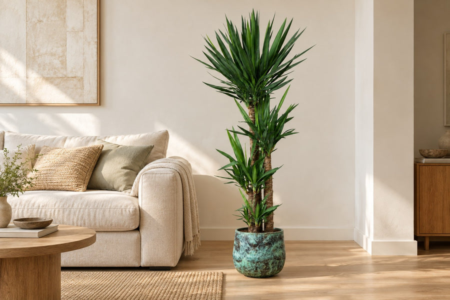 Yucca (Yucca elephantipes) 140 cm de haut, pot ø27 cm