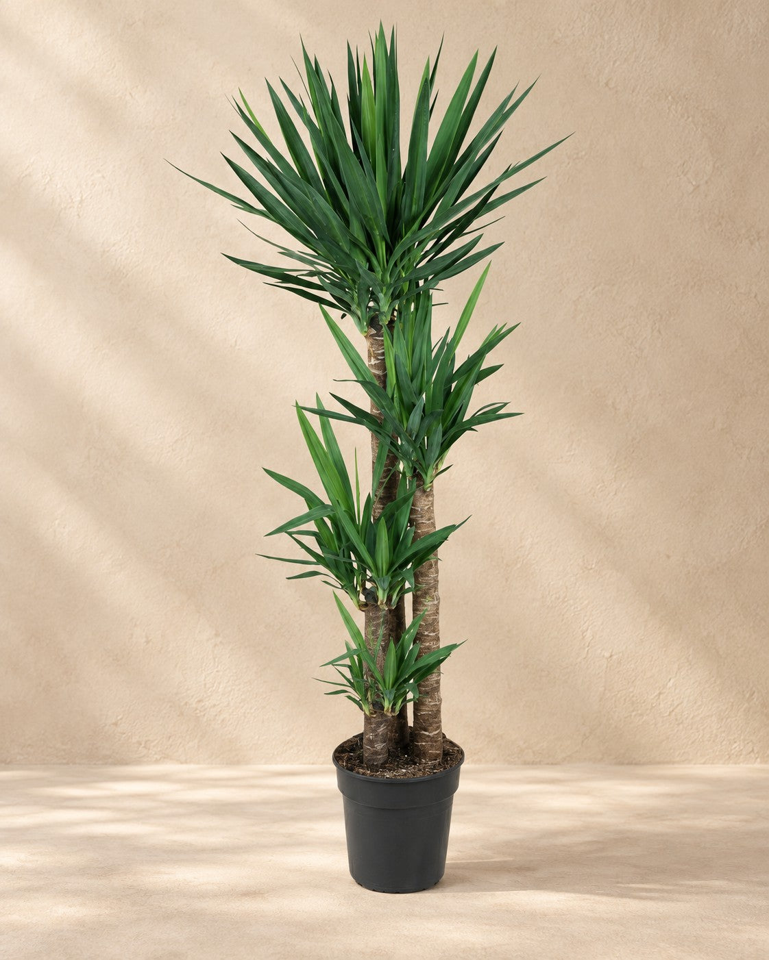 Yucca (Yucca elephantipes) van 140 cm hoog in kweekpot van 24 cm