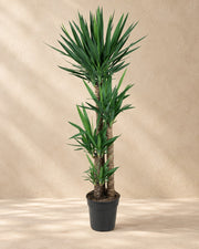 Yucca (Yucca elephantipes), 140 cm de haut en pot de culture de 24 cm
