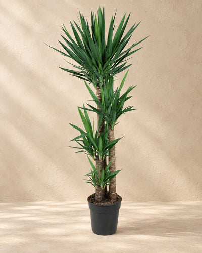 Yucca (Yucca elephantipes), 140 cm de haut en pot de culture de 24 cm
