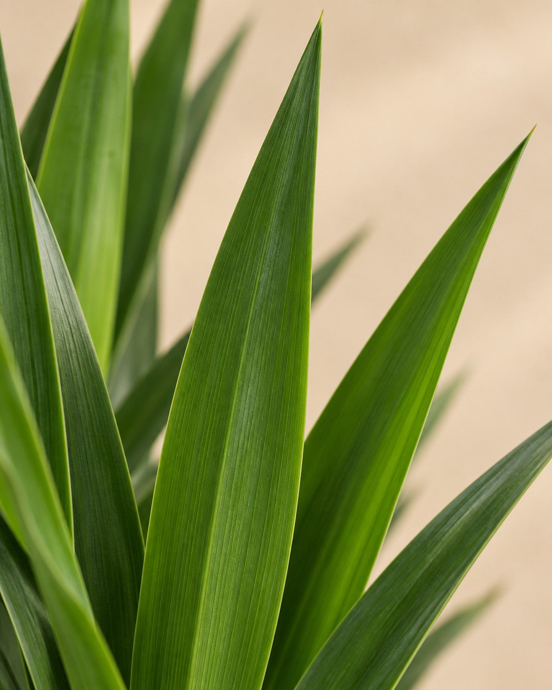 Close-up van het blad van de Yucca (Yucca elephantipes)