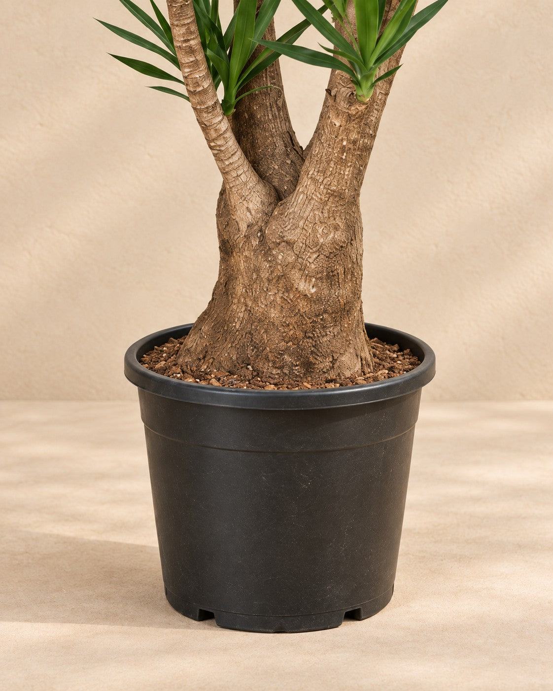 Onderste deel van de Yucca (Yucca elephantipes) met de kweekpot