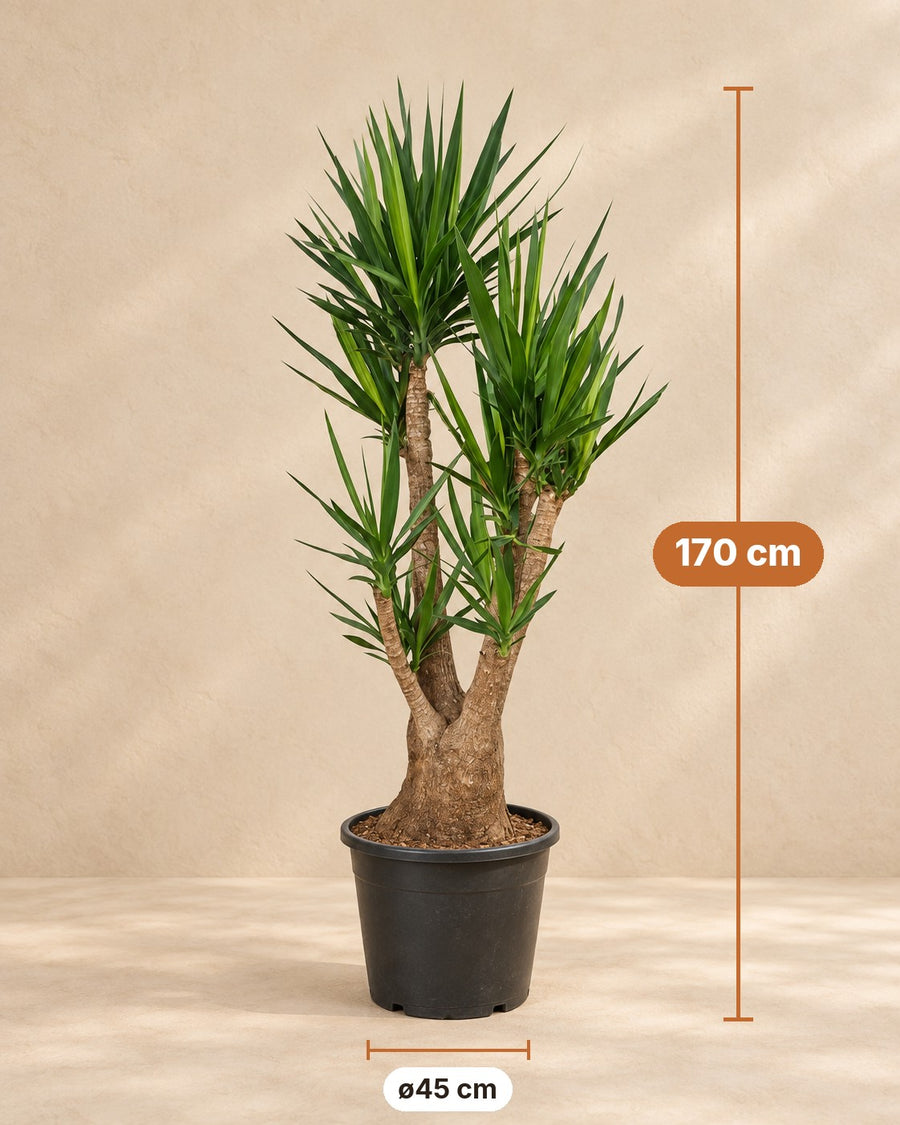 Yucca (Yucca elephantipes) 170 cm hoog, pot ø45 cm