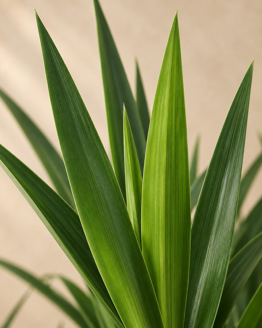 Yucca (Yucca elephantipes) 190 cm hög, kruka ø55 cm