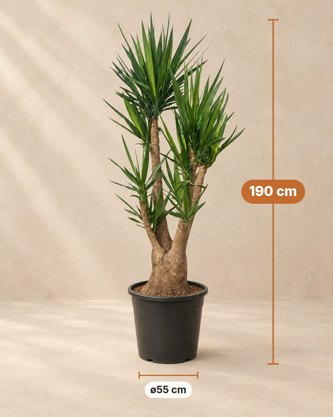 Mått Yucca: 190 cm hög, kruka ø55 cm