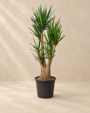 Yucca (Yucca elephantipes), 190 cm hög i en 55 cm odlingskruka