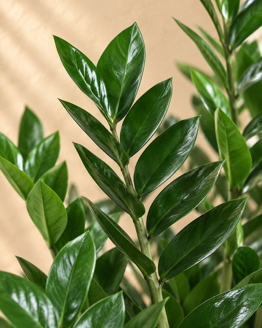 Zamioculcas ⌀21 80cm - ø21