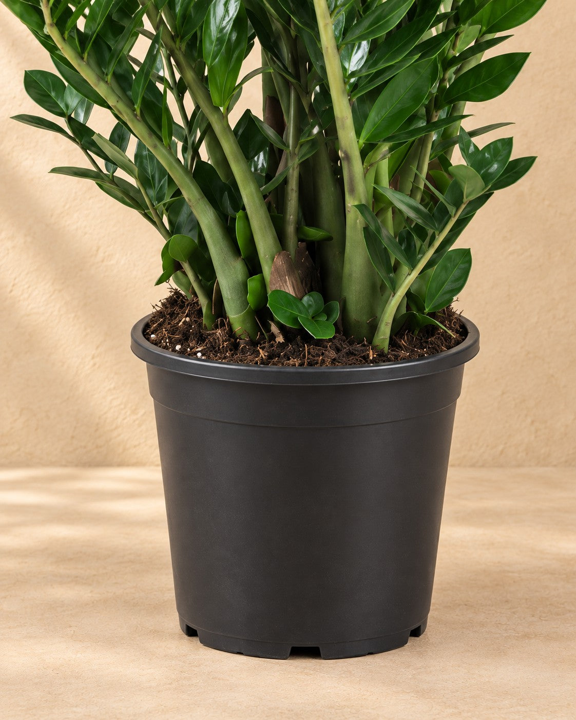 Onderste deel van de Zamioculcas ⌀21 (Zamioculcas zamiifolia) met de kweekpot