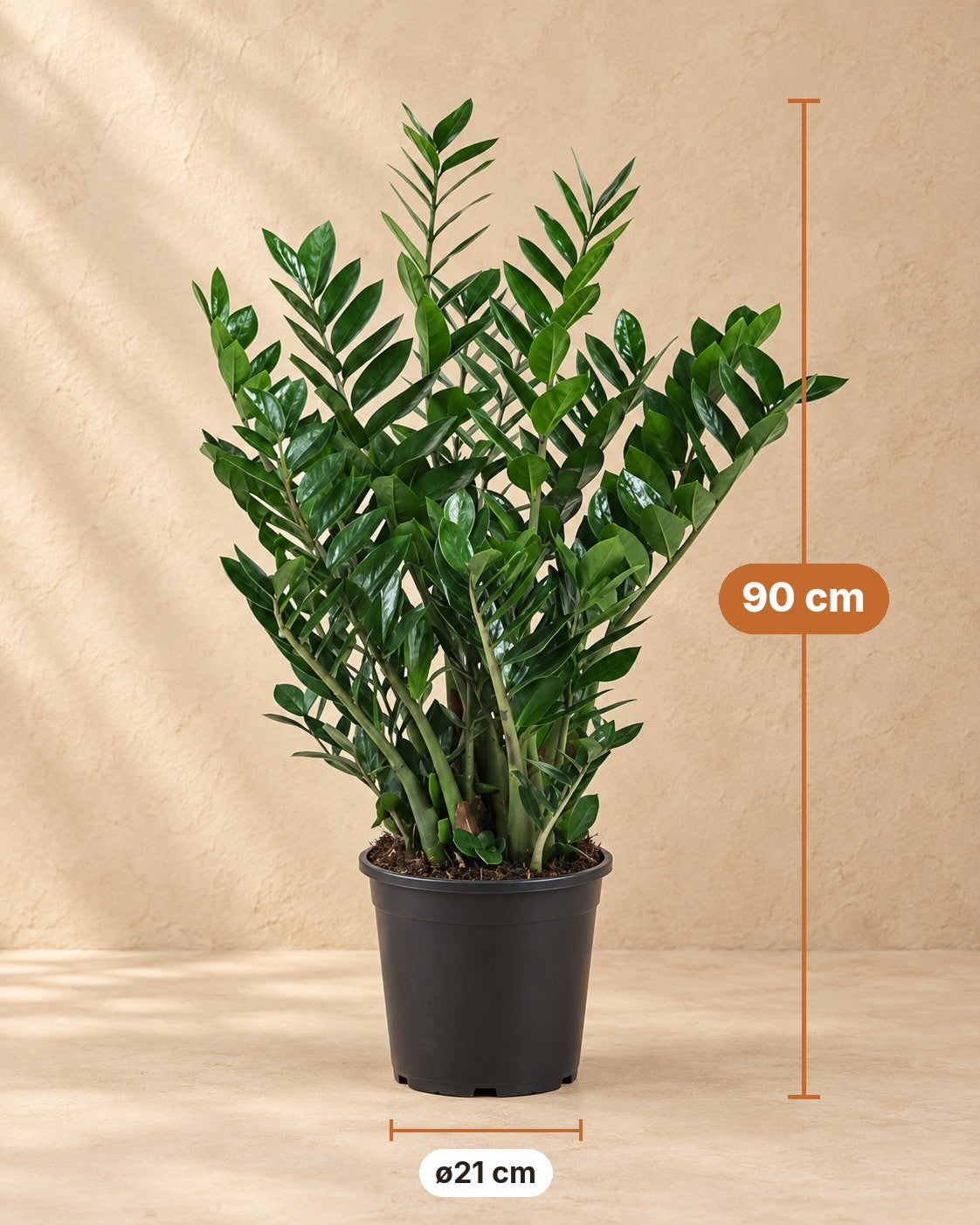 Afmetingen Zamioculcas ⌀21: 90 cm hoog, pot ø21 cm