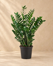 Zamioculcas ⌀21 (Zamioculcas zamiifolia) van 90 cm hoog in kweekpot van 21 cm