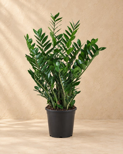 Zamioculcas ⌀21 (Zamioculcas zamiifolia) van 90 cm hoog in kweekpot van 21 cm