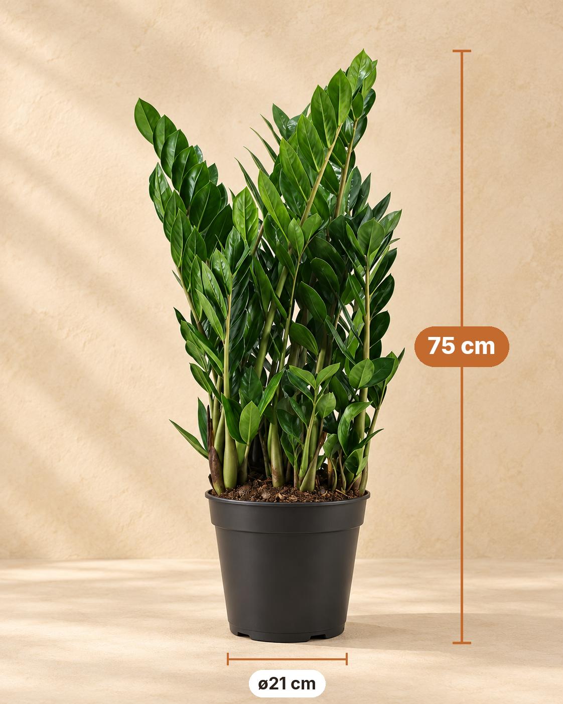 ZZ-plant (Zamioculcas zamiifolia), 75 cm hoog, pot ø21 cm