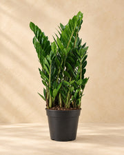 ZZ-plant (Zamioculcas zamiifolia)
