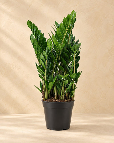 ZZ-plant (Zamioculcas zamiifolia)