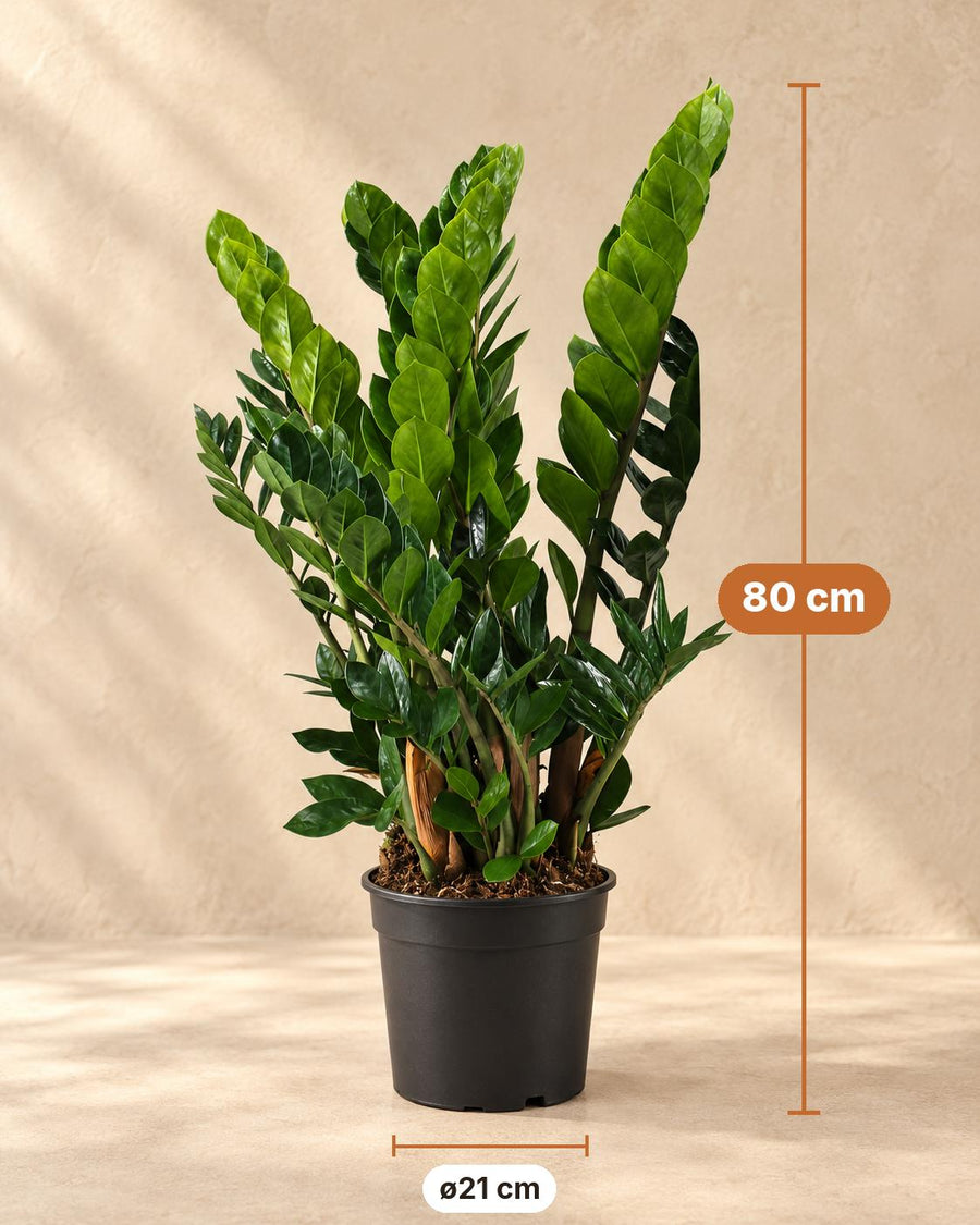 ZZ-plant (Zamioculcas zamiifolia) 80 cm hoog, pot ø21 cm