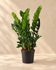ZZ-plant (Zamioculcas zamiifolia)