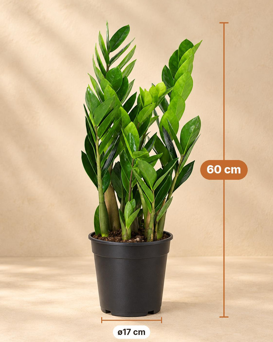 Zamioculcas (Zamioculcas zamiifolia) 60 cm høj, potte ø17 cm
