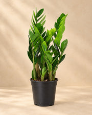 Zamioculcas 60 cm høj, potte ø17 cm