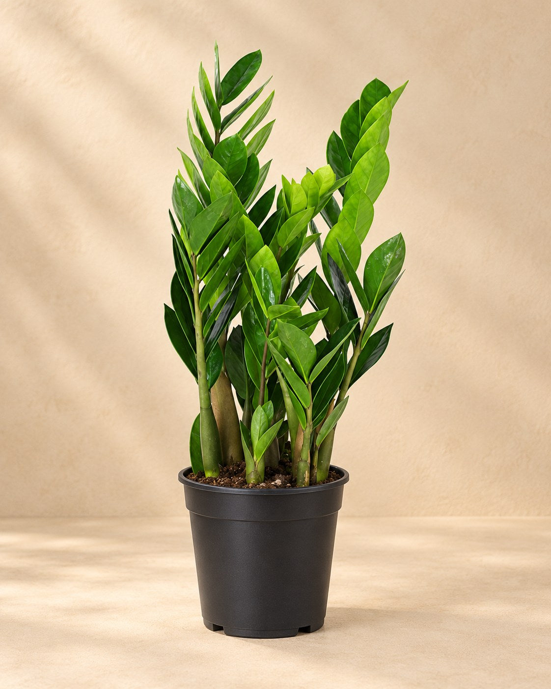 Zamioculcas 60 cm høj, potte ø17 cm