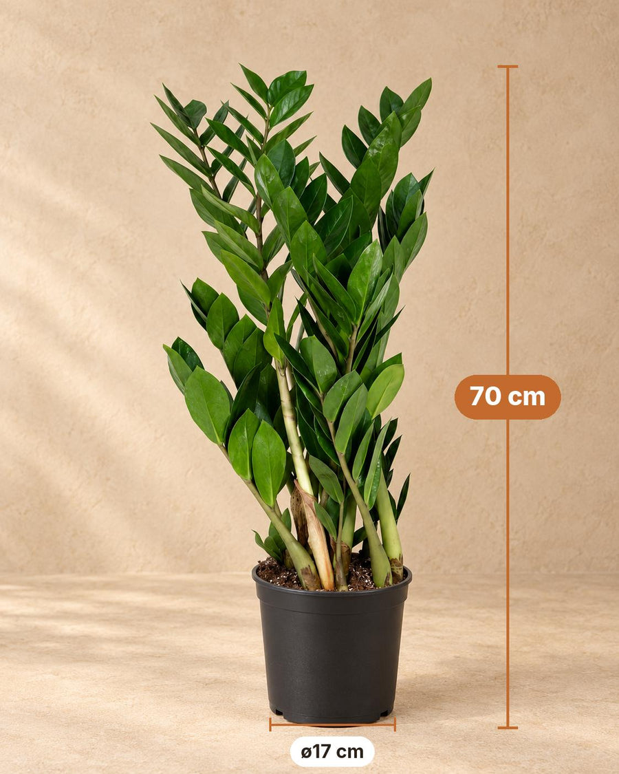 ZZ-plant (Zamioculcas zamiifolia) 70 cm hoog, pot ø17 cm