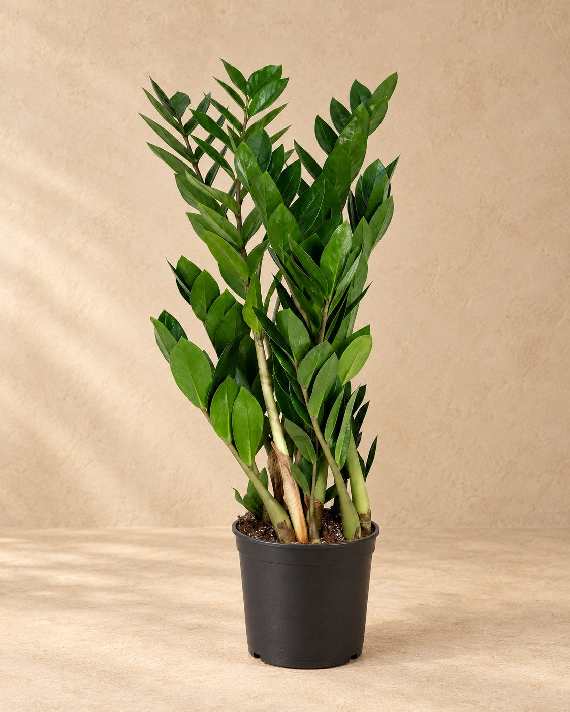 ZZ-plant (Zamioculcas zamiifolia)