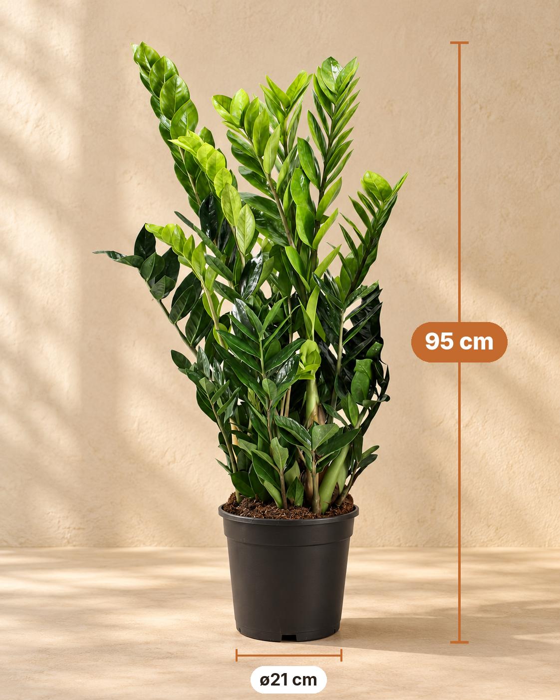 Zamioculcas zamiifolia, 95 cm hoog, pot ø21 cm
