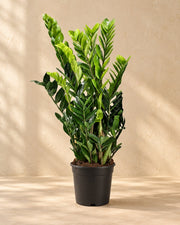 Zamioculcas zamiifolia