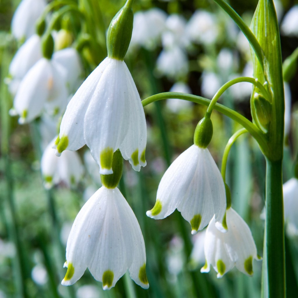 Sommerhvidblommeløg Aestivum i blomst