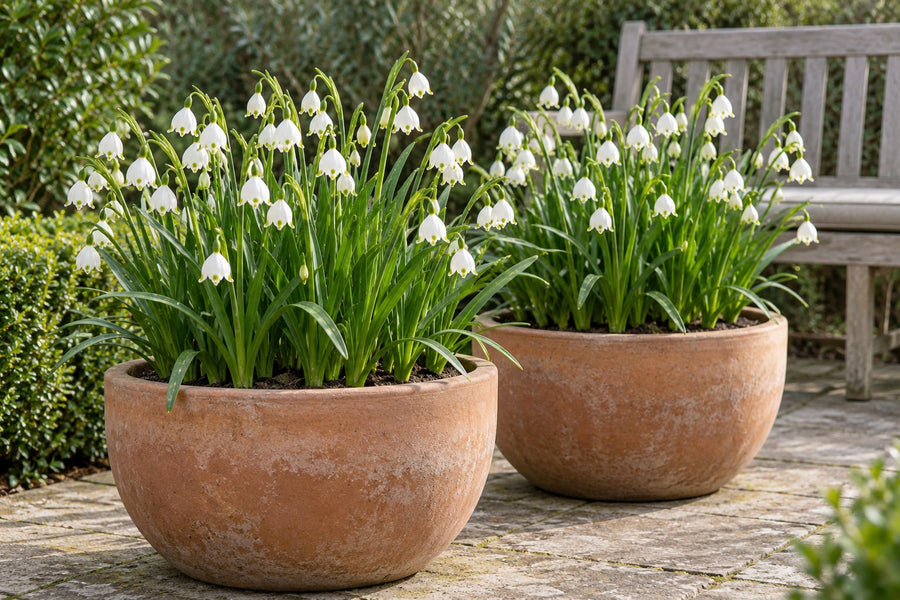 Sommerhvidblommeløg Aestivum (Leucojum aestivum)
