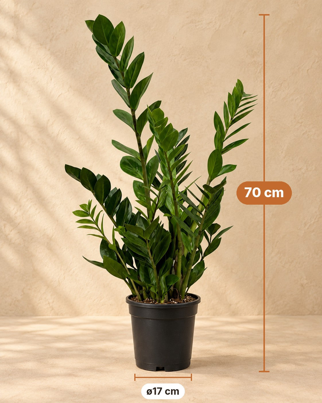 Afmetingen ZZ-plant: 70 cm hoog, pot ø17 cm