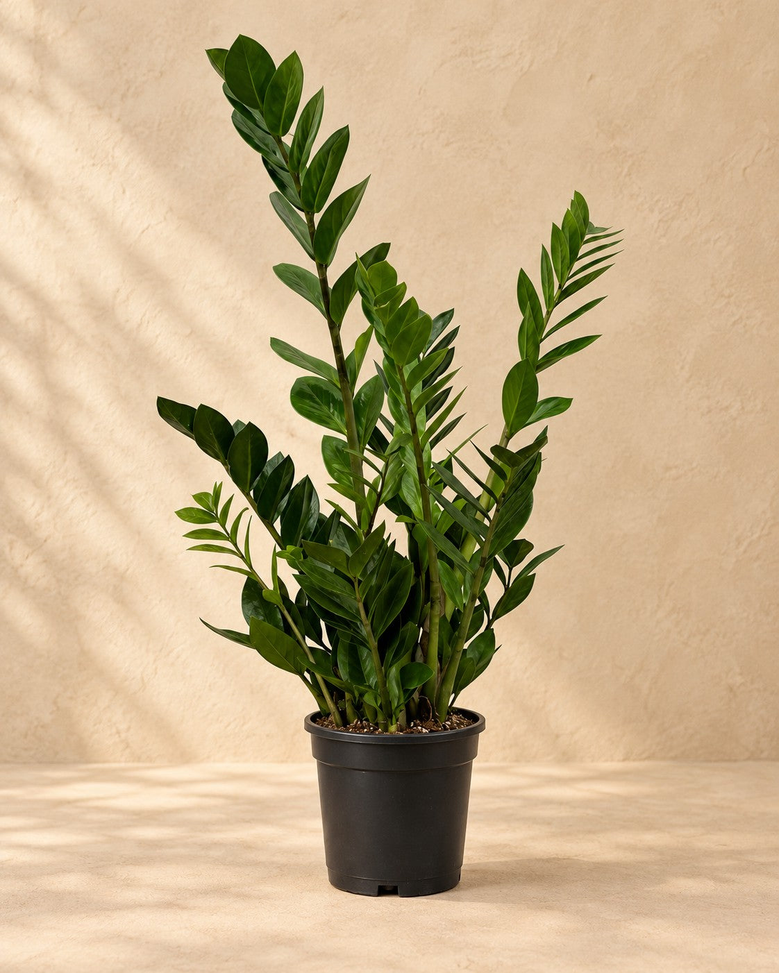 ZZ-plant (Zamioculcas zamiifolia) van 70 cm hoog in kweekpot van 17 cm