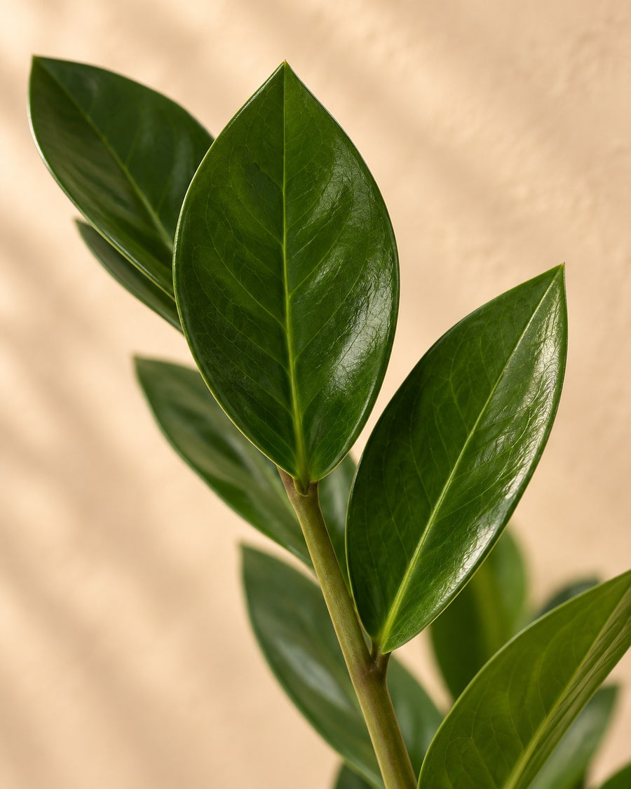 ZZ-plant (Zamioculcas zamiifolia) 70 cm hoog, pot ø17 cm