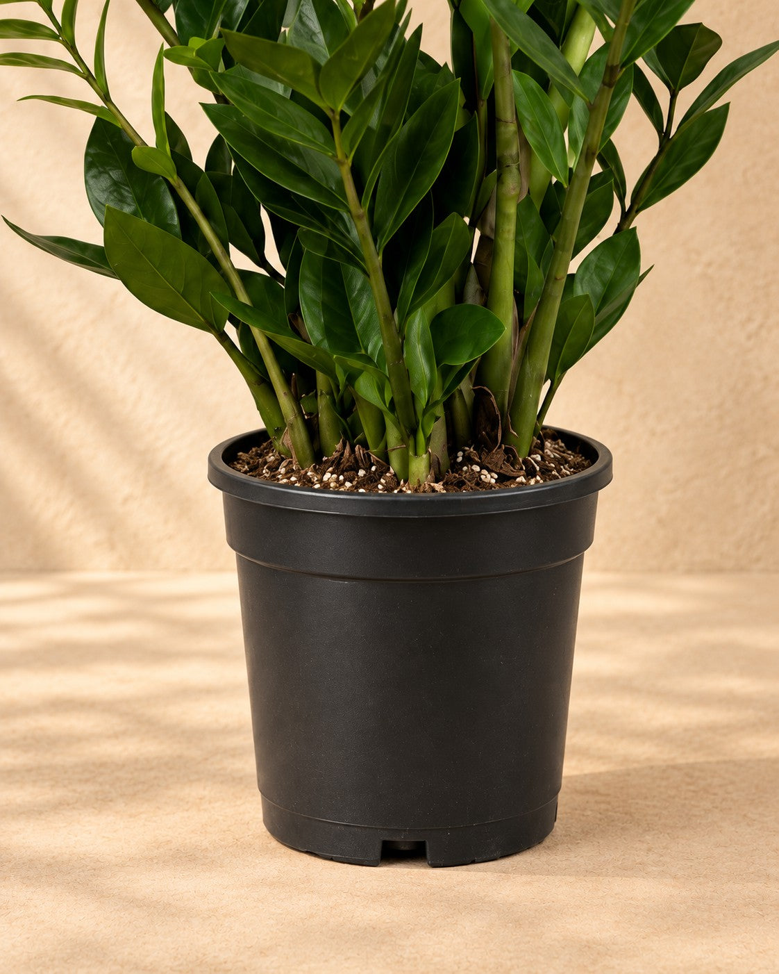 Onderste deel van de ZZ-plant (Zamioculcas zamiifolia) met de kweekpot