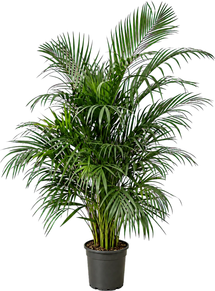 Areca palm van 140 centimeter