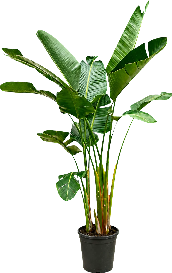 Strelitzia augusta van 250 centimeter